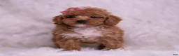 Toy Poodle dogs for sale: Bettie - Ad 3