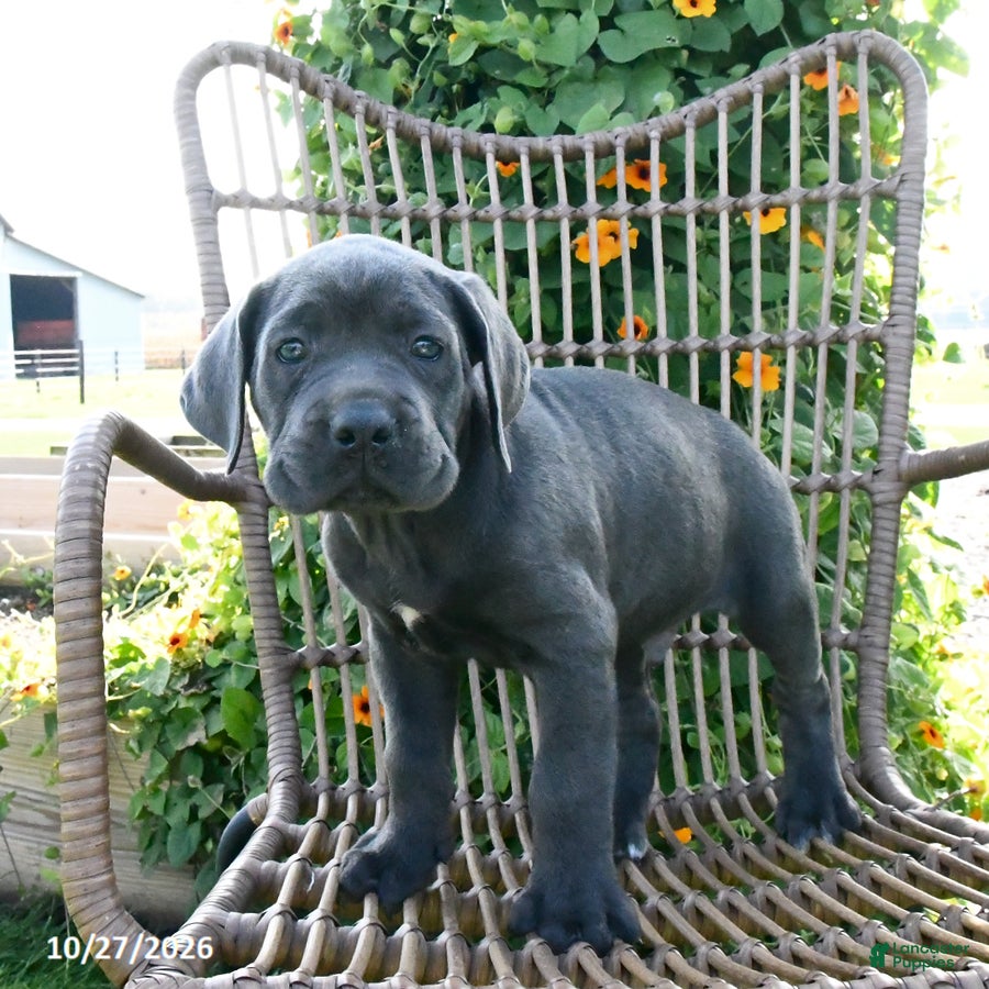 Cane Corso dogs for sale: Jax - Ad 2
