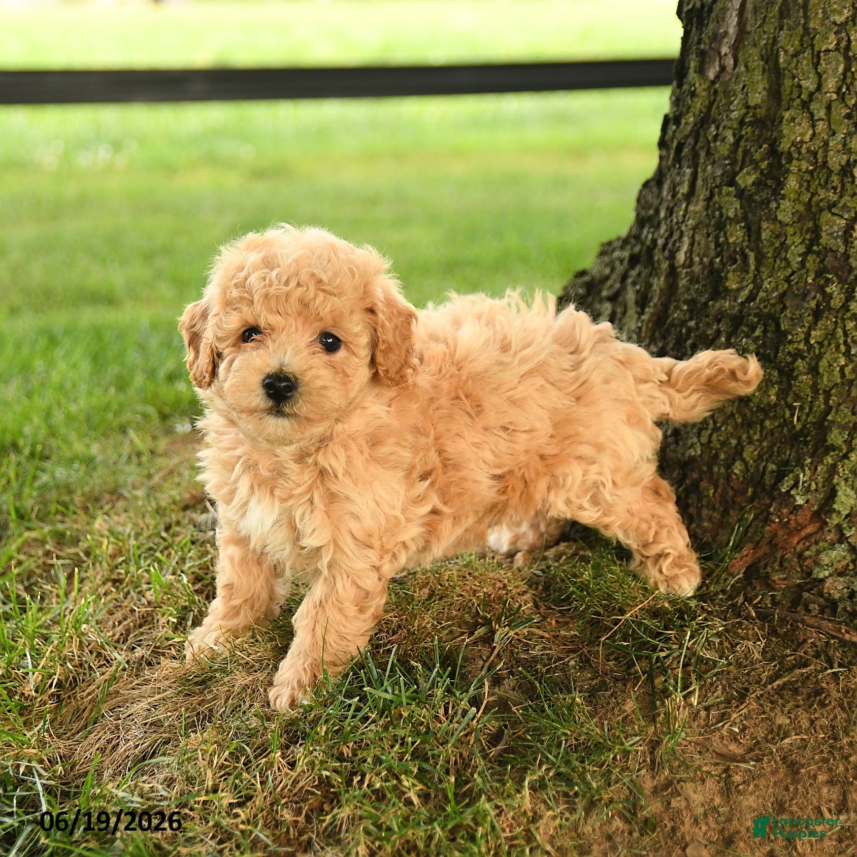 Bichpoo dogs Donovan - Ad 2
