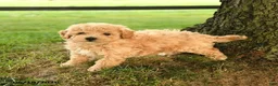 Bichpoo dogs for sale: Donovan - Ad 2