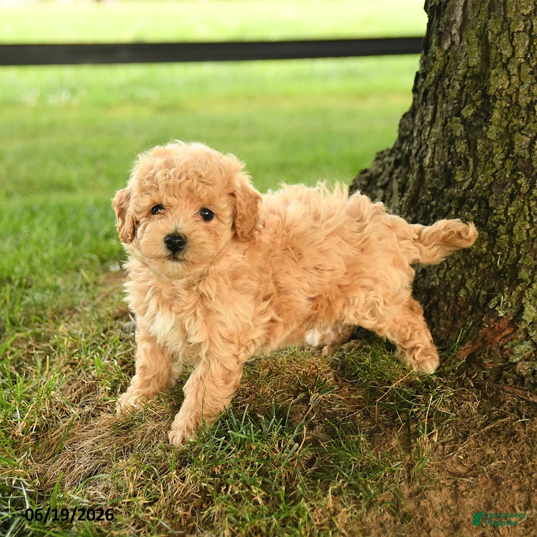Bichpoo dogs for sale: Donovan - Ad 2