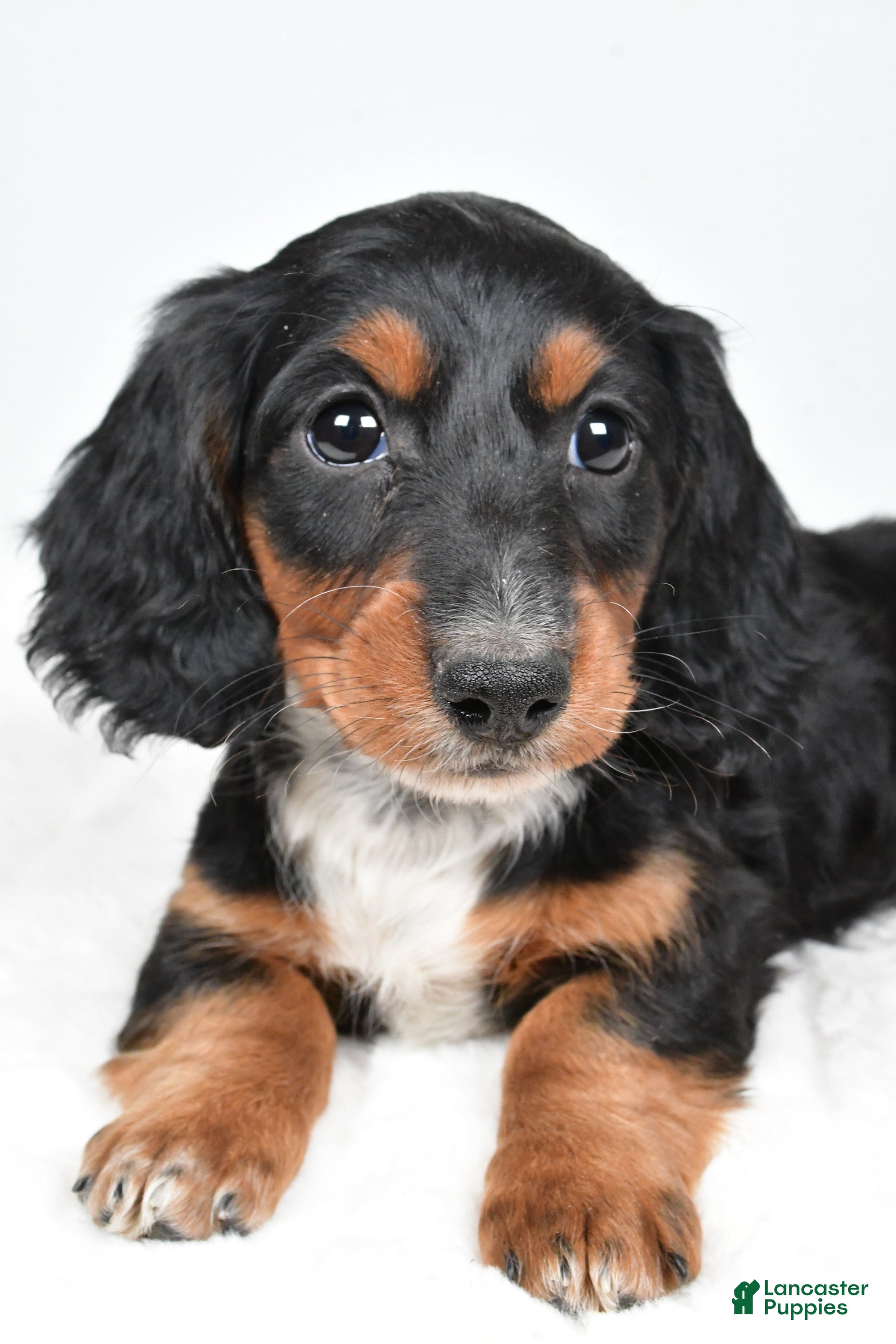 Dachshund dogs Beau - Ad 2