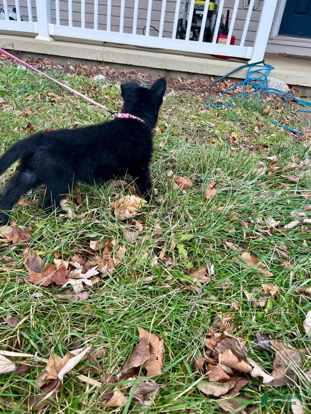 German Shepherd dogs for sale: German Shepherd Light Pink - Ad 3