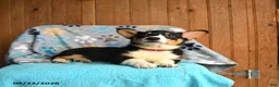 Welsh Corgi Pembroke dogs for sale: Remy - Ad 4