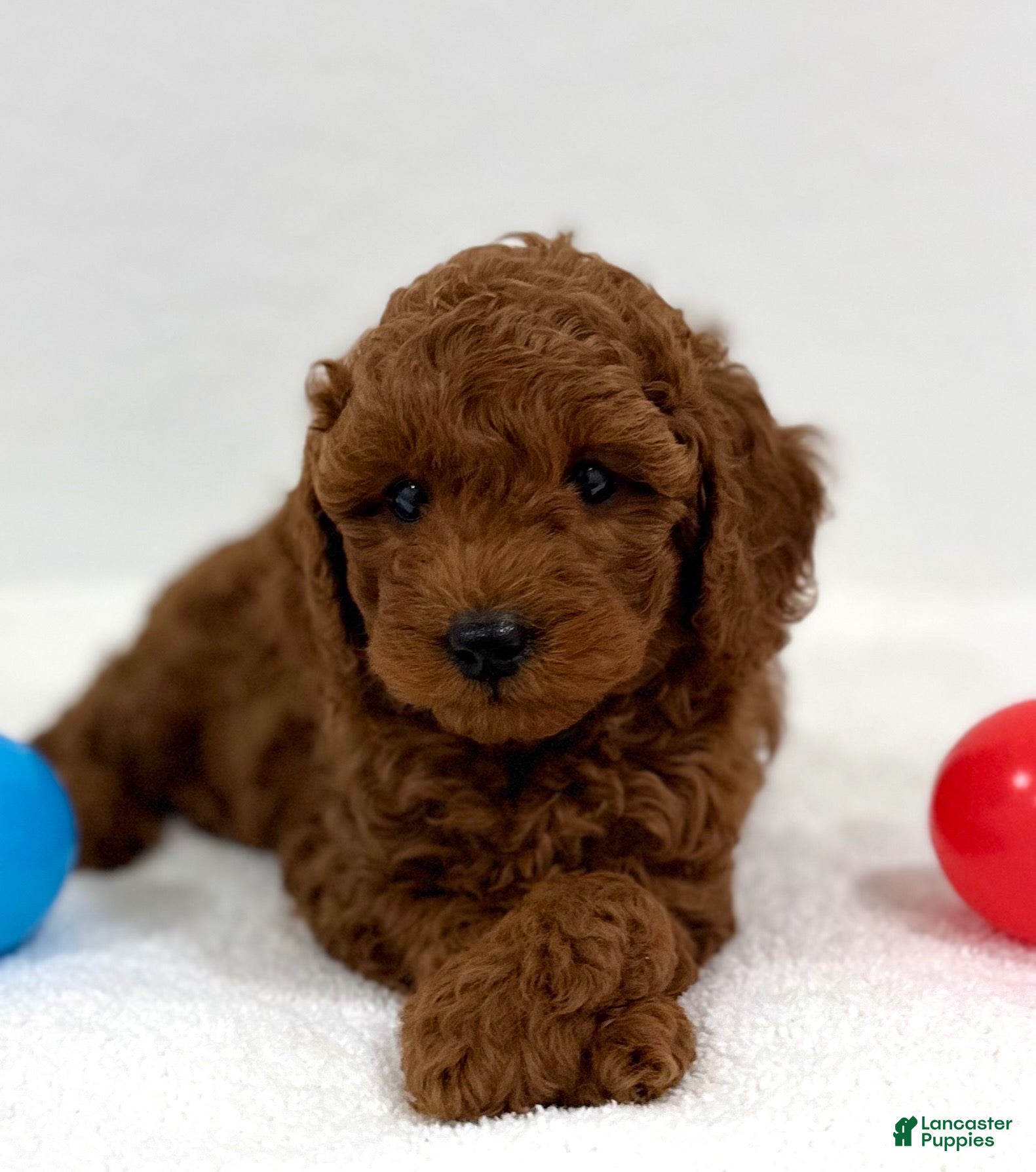 Goldendoodle dogs Green collar - Ad 1