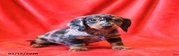 Miniature Dachshund dogs for sale: Domino - Ad 1