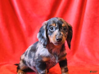 Miniature Dachshund dogs for sale: Domino - Ad 2