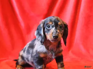 Miniature Dachshund dogs Domino - Ad 41