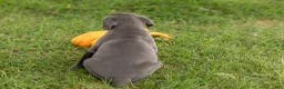 Cane Corso dogs for sale: Mollie  - Ad 4