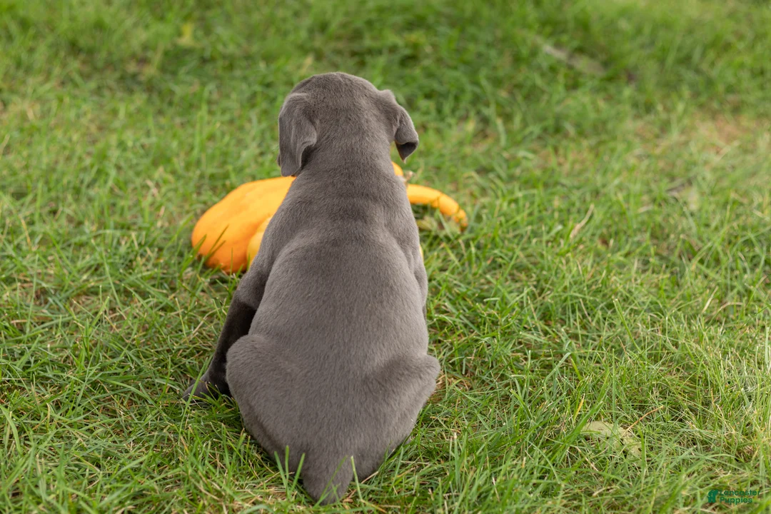 Cane Corso dogs for sale: Mollie  - Ad 4