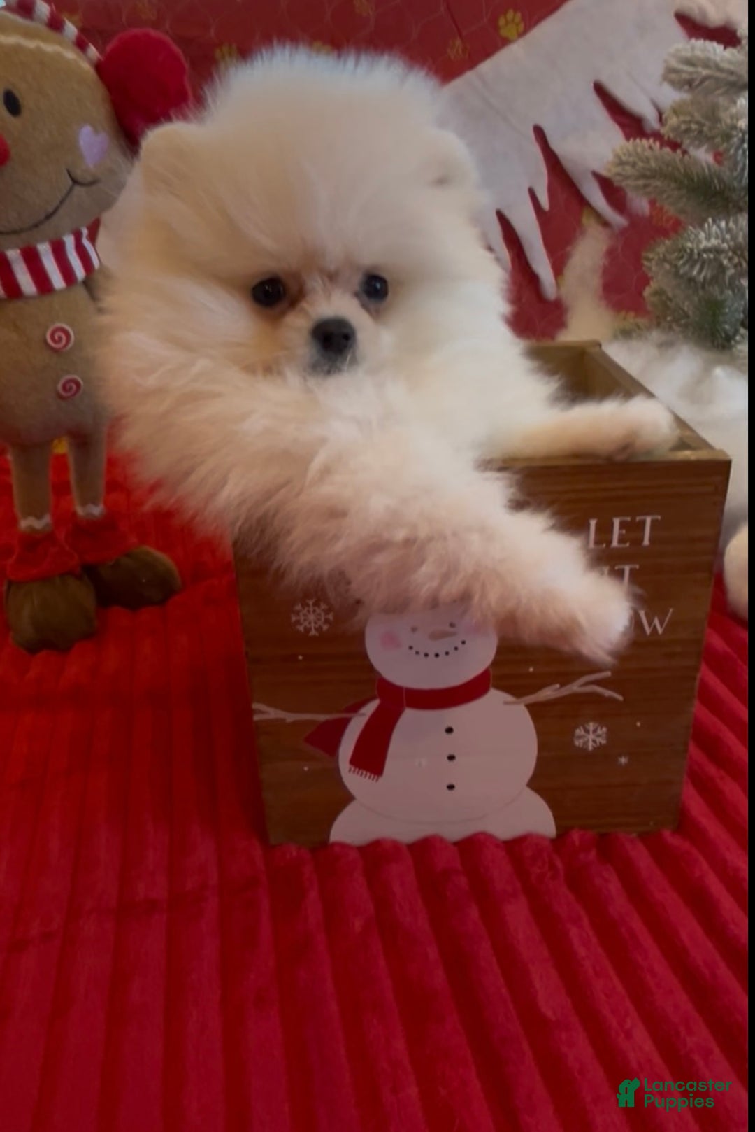 Pomeranian dogs for sale: Tom AKC Registered full rights  - Ad 12