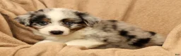 Miniature Australian Shepherd dogs for sale: Milo - Ad 8