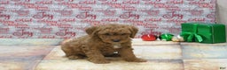 Goldendoodle dogs for sale: Mini Rusty - Ad 6