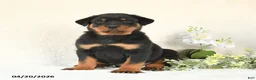 Rottweiler dogs for sale: Charlie - Ad 5