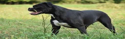 Boxer dogs for sale: Theo - Ad 10
