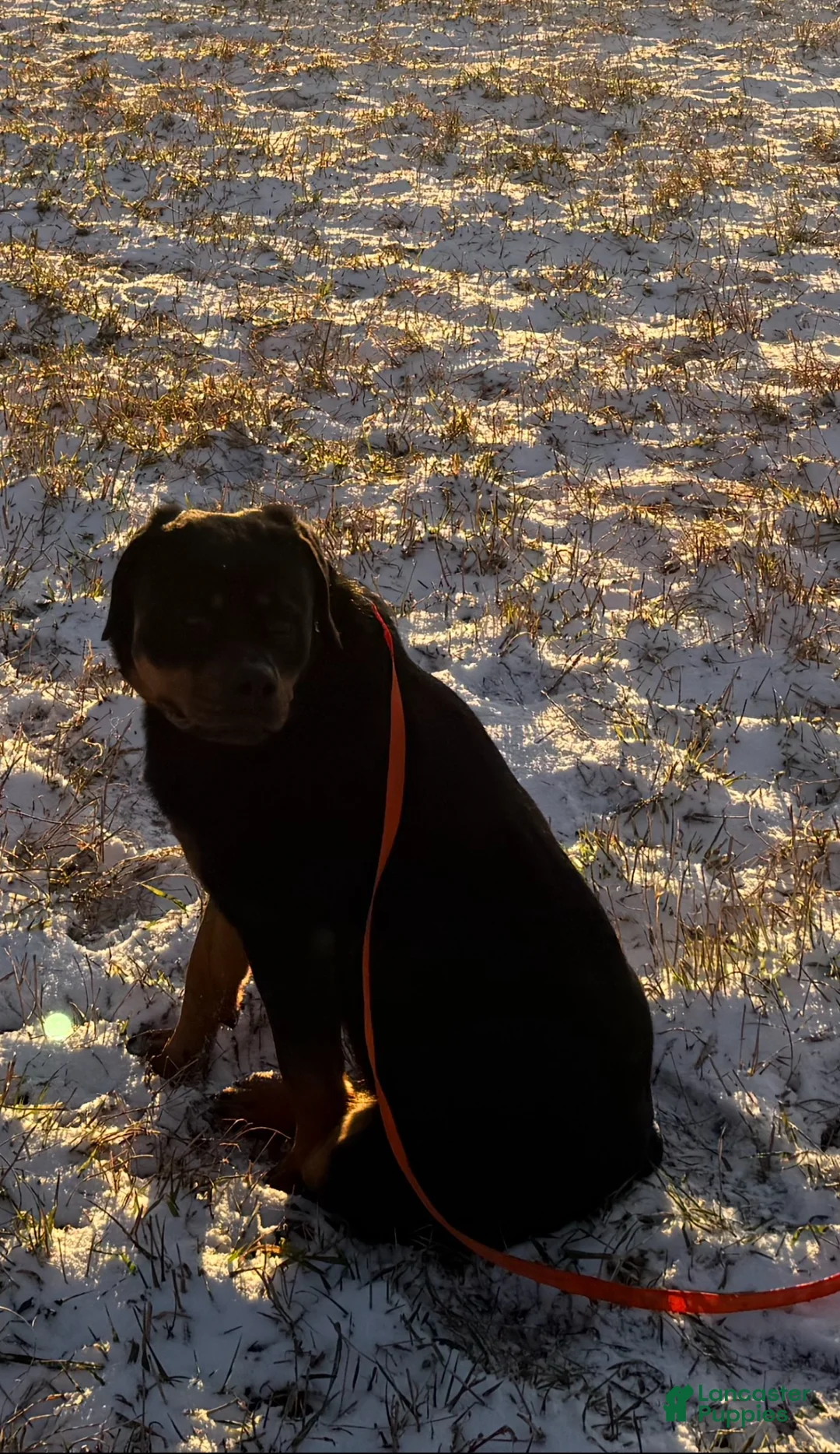 Rottweiler dogs for sale: Rottweiler Puppy 1 - Ad 5