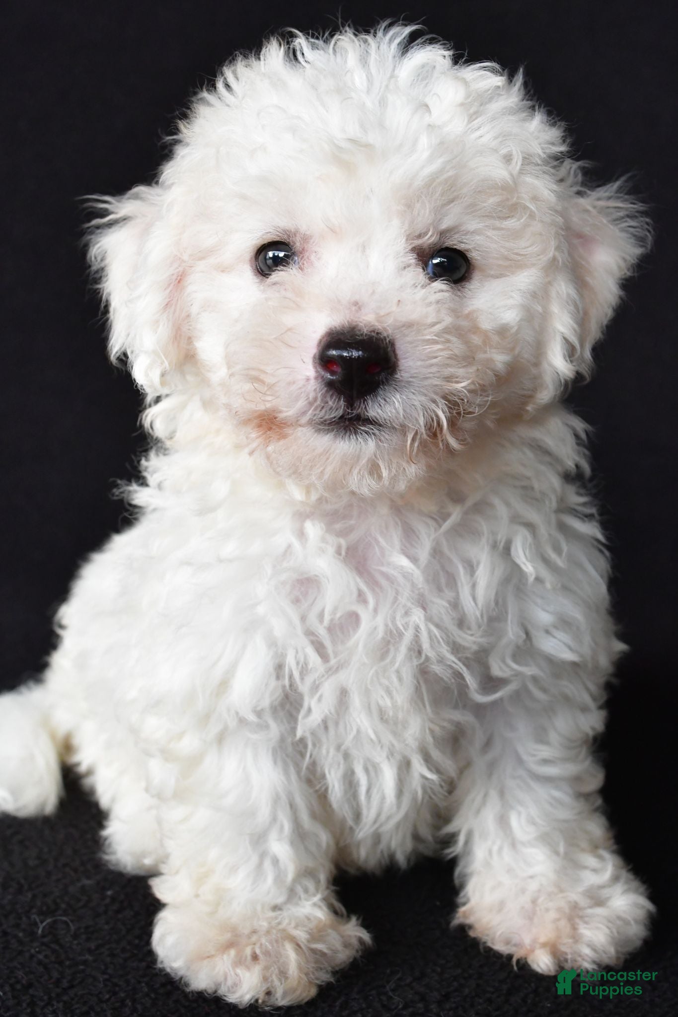 Bichon Frise dogs Butch - Ad 2