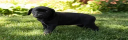 Cane Corso dogs for sale: Maple  - Ad 6