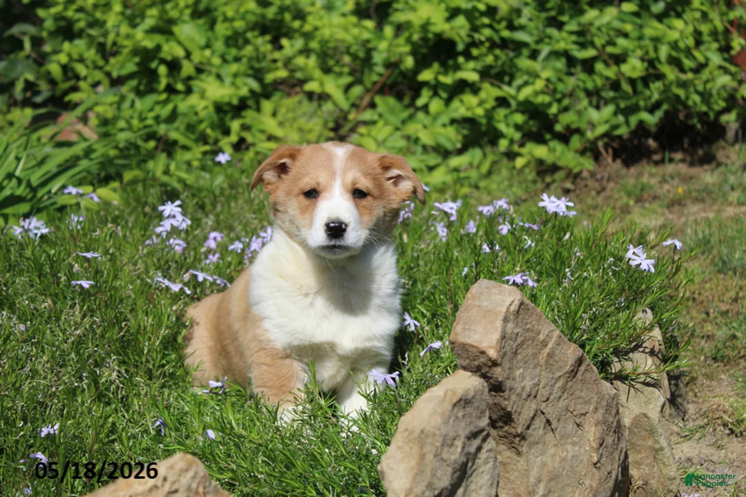 Mixed Breed dogs for sale: Carmel - Ad 1