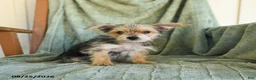 Morkie dogs for sale: Norman - Ad 5