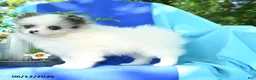 Pomeranian dogs for sale: Mable - Ad 2