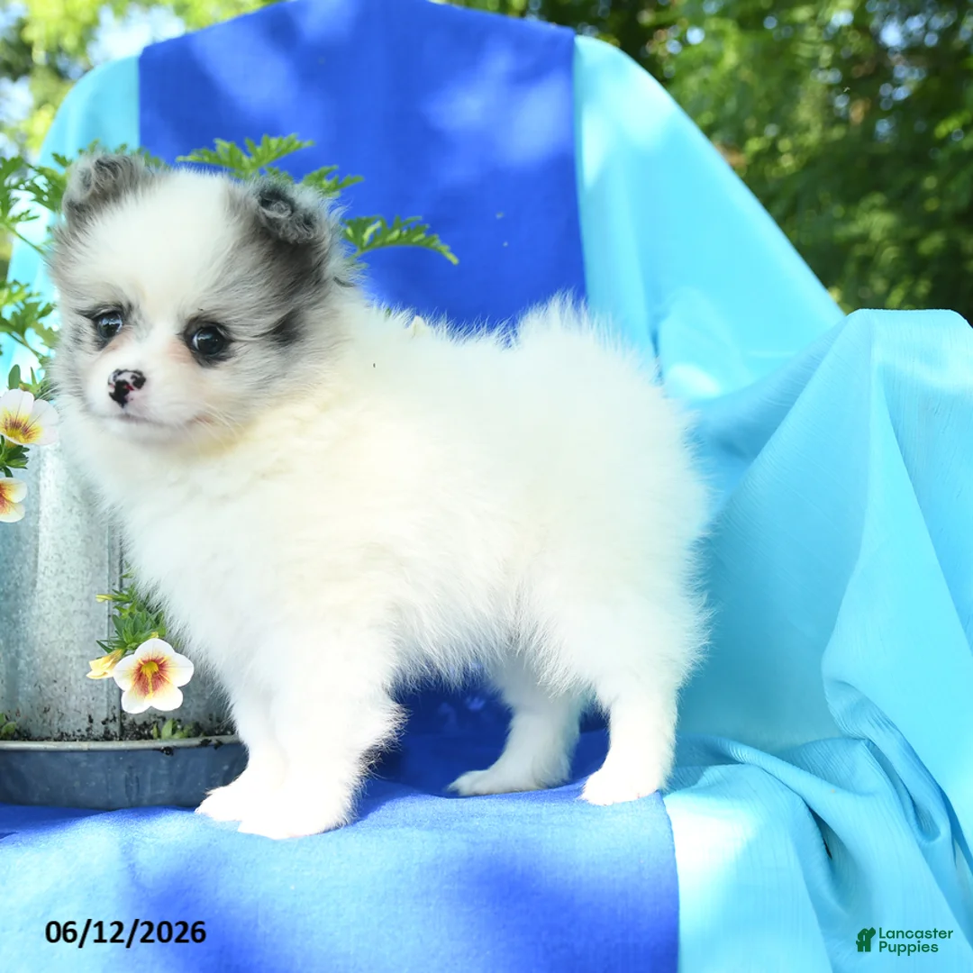 Pomeranian dogs for sale: Mable - Ad 2