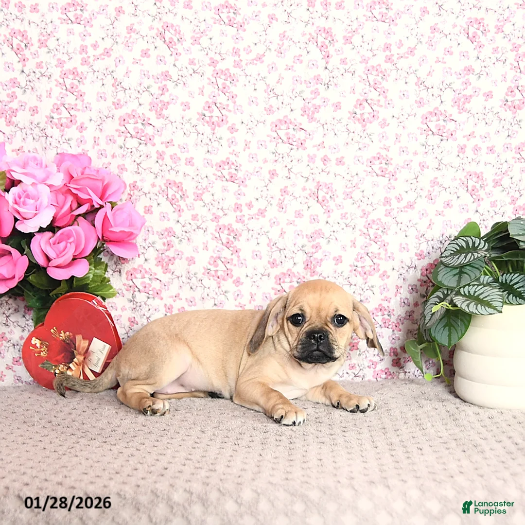 Puggle dogs for sale: Kaci - Ad 3