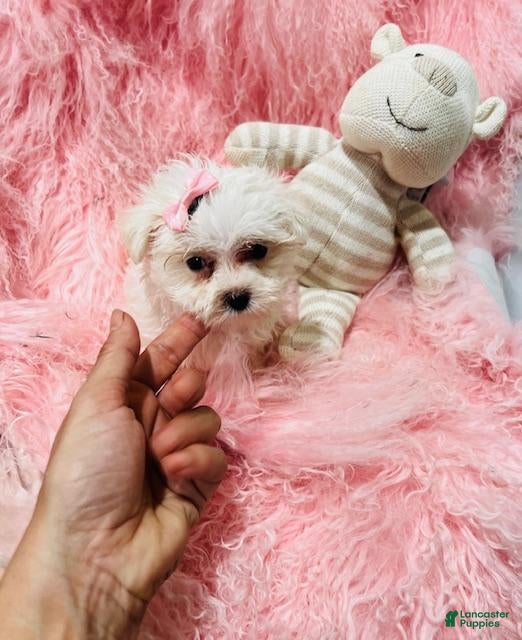 Maltese dogs Maltese 1 - Ad 2