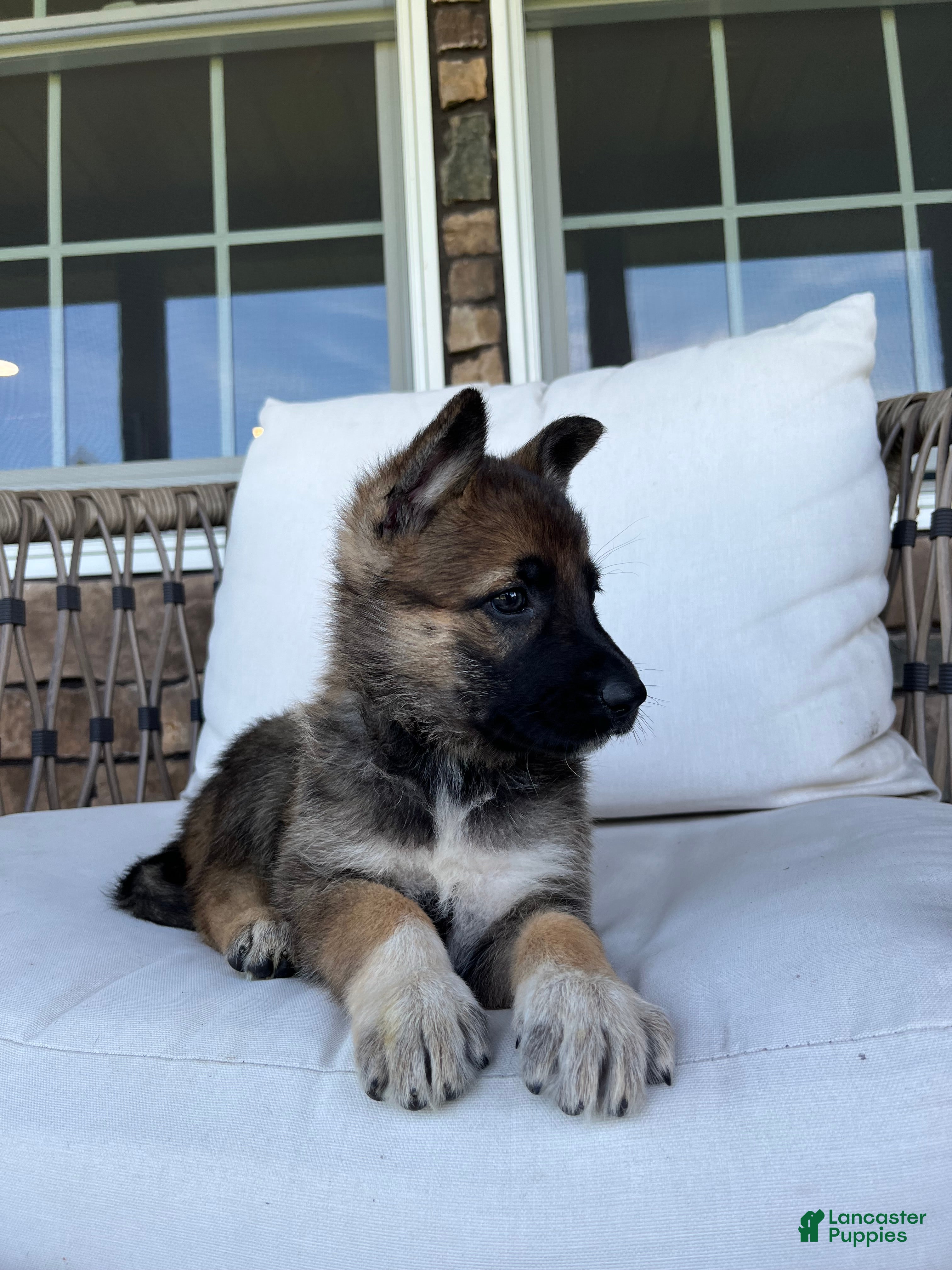 German Shepherd dogs Capri - Ad 2