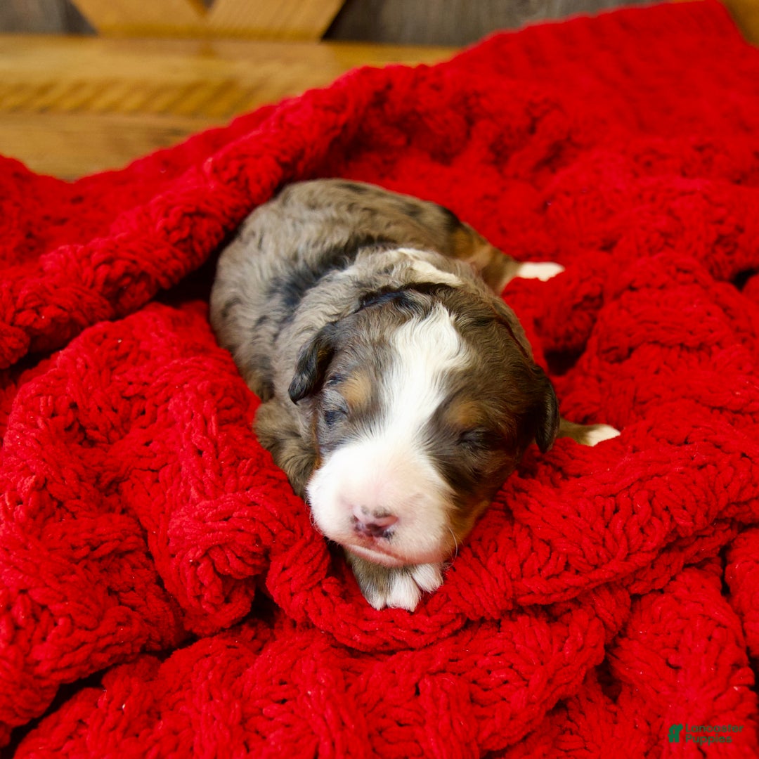 Mini Bernedoodle dogs for sale: Pudding Pop - Ad 12