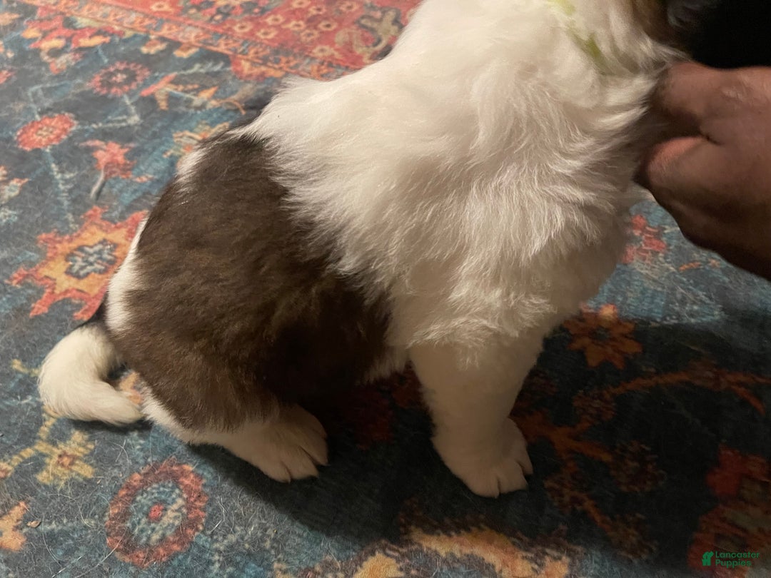 Saint Bernard dogs for sale: Saint Bernard Puppy 2 - Ad 2