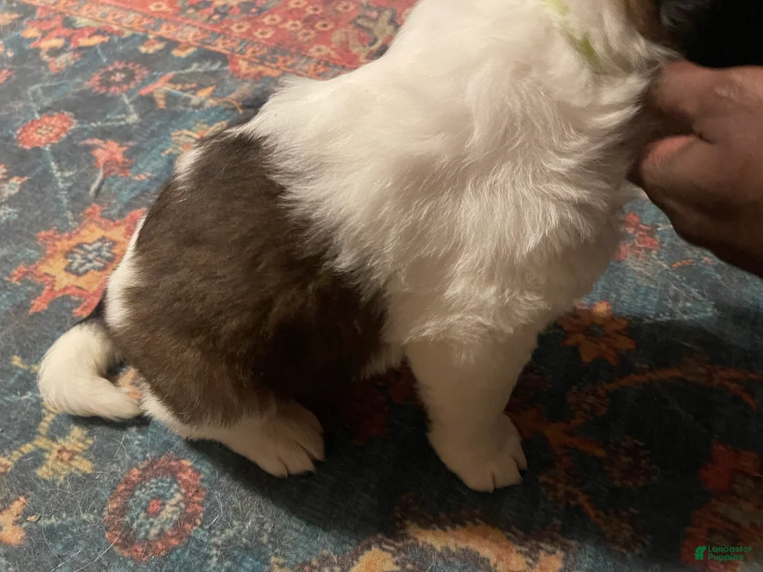 Saint Bernard dogs for sale: Saint Bernard Puppy 2 - Ad 2