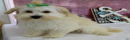 Maltipoo dogs for sale: Jesse - Ad 10