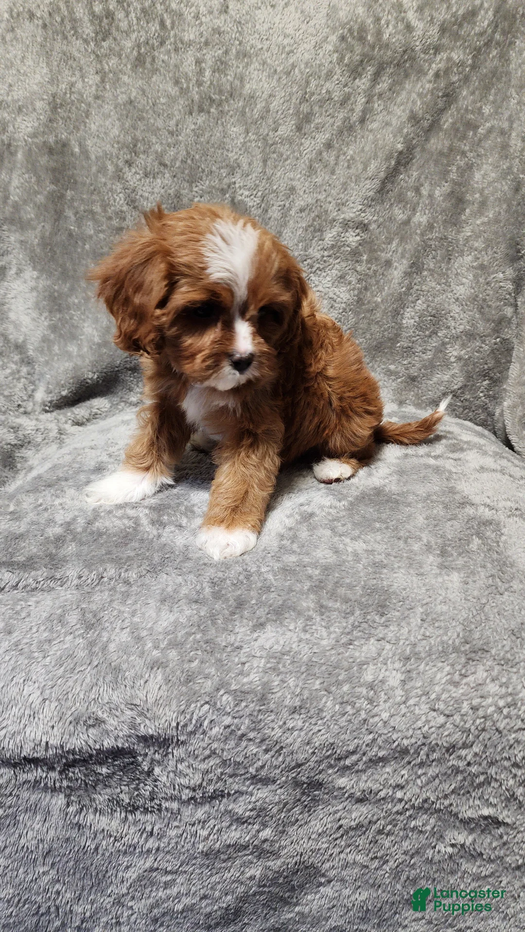 Cavapoo dogs for sale: Marshmallow Fluff - Ad 11
