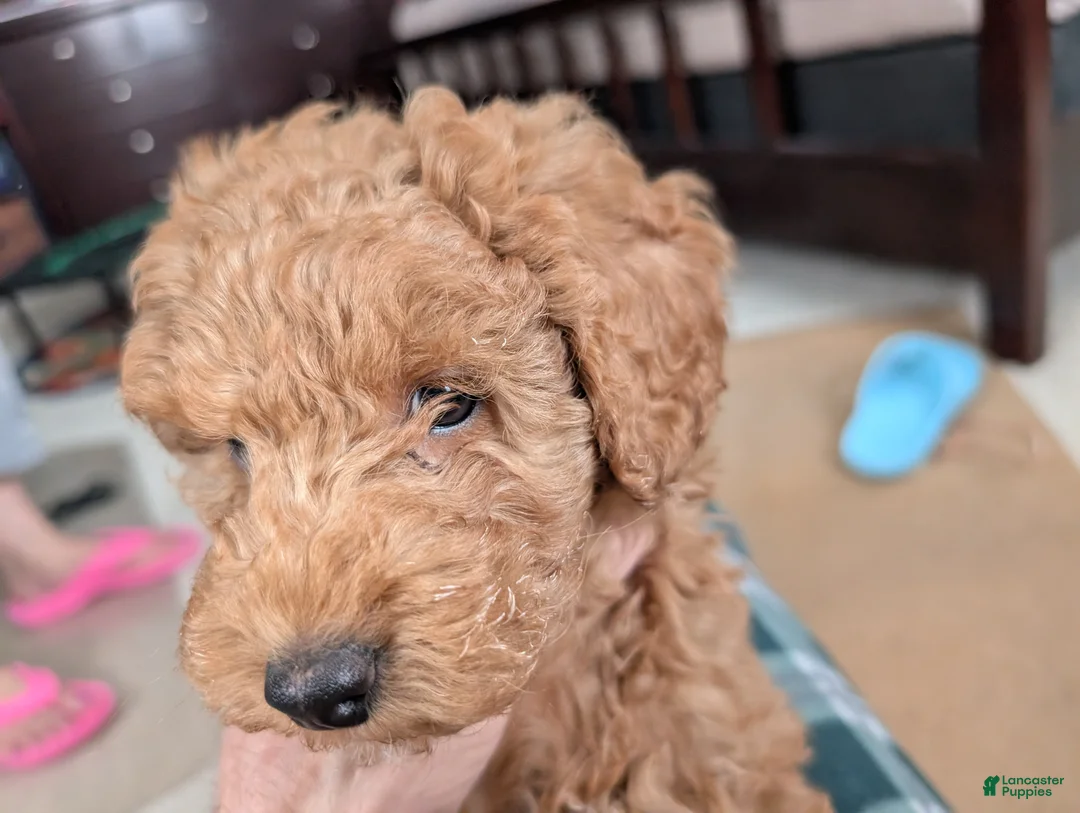 Goldendoodle dogs for sale: Goldendoodle Puppy 1 - Ad 1