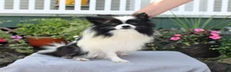 Pomeranian dogs for sale: Sugar - Ad 6