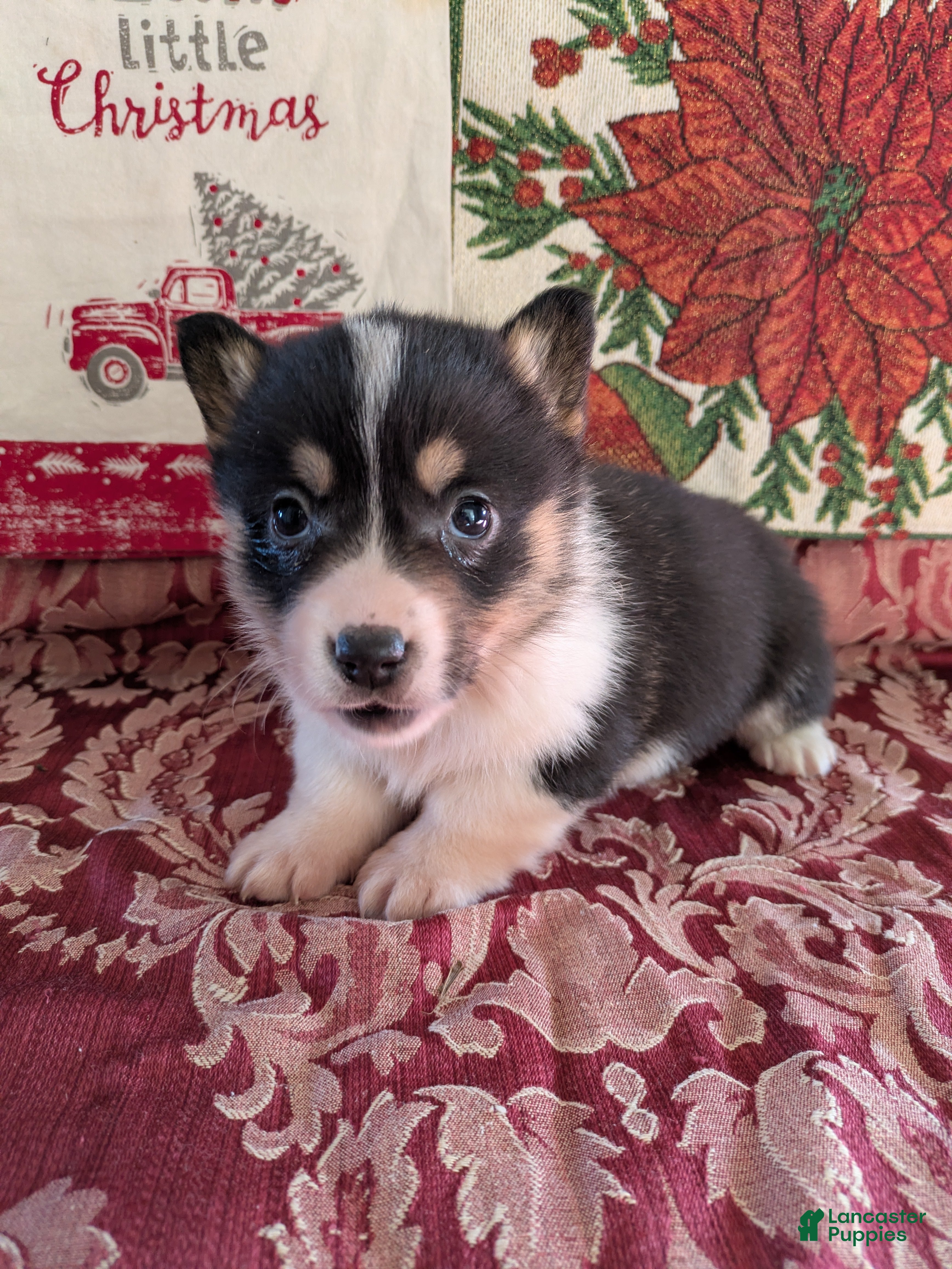 Welsh Corgi Pembroke dogs Farley - Ad 24