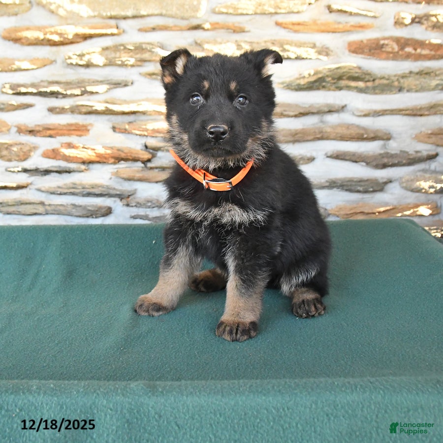 German Shepherd dogs Mandy - Ad 5