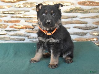 German Shepherd dogs Mandy - Ad 31