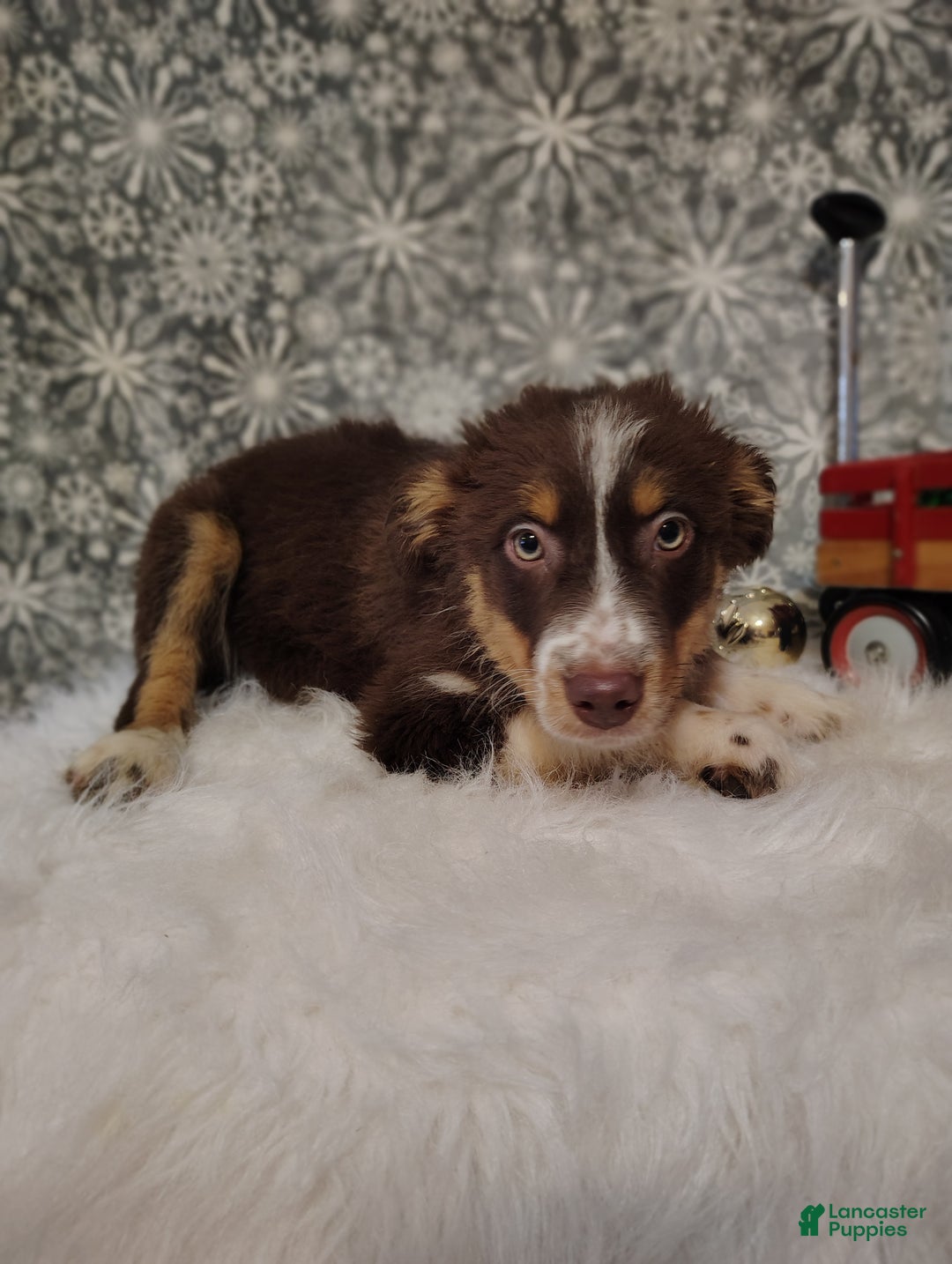 Australian Shepherd dogs for sale: Nutmeg - Ad 2