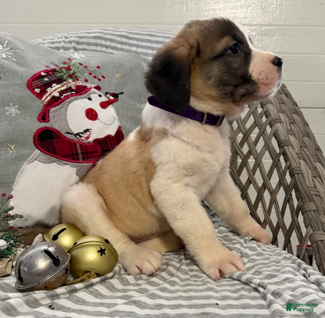 Saint Bernard dogs for sale: Lexi - Ad 3