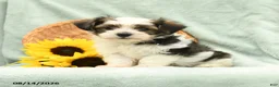 Havanese dogs for sale: Bouncer - Ad 3