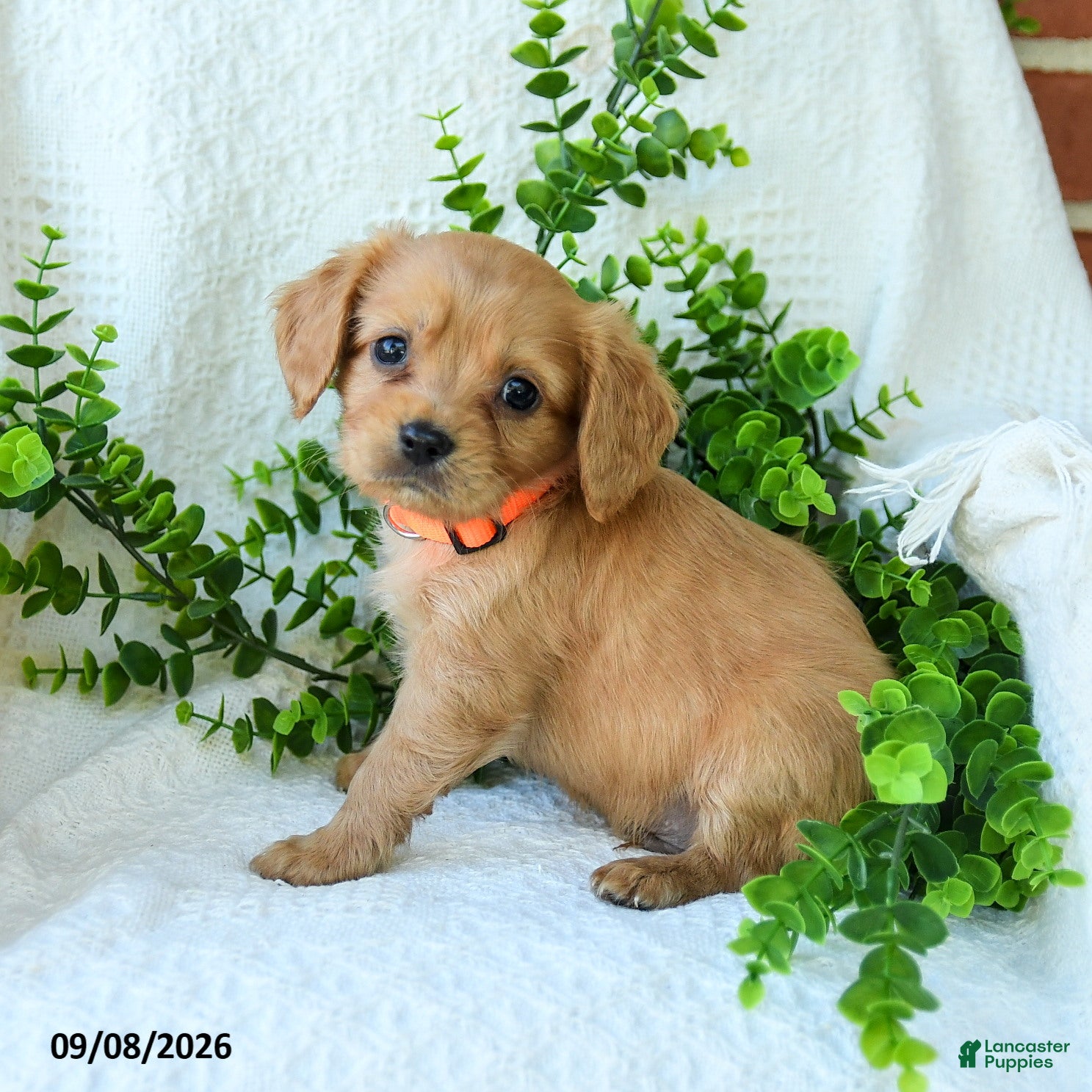 Miniature Golden Retriever dogs Allen - Ad 1