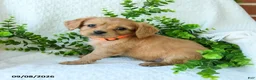 Miniature Golden Retriever dogs for sale: Allen - Ad 1