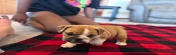 English Bulldog dogs for sale: Sarge - Ad 3