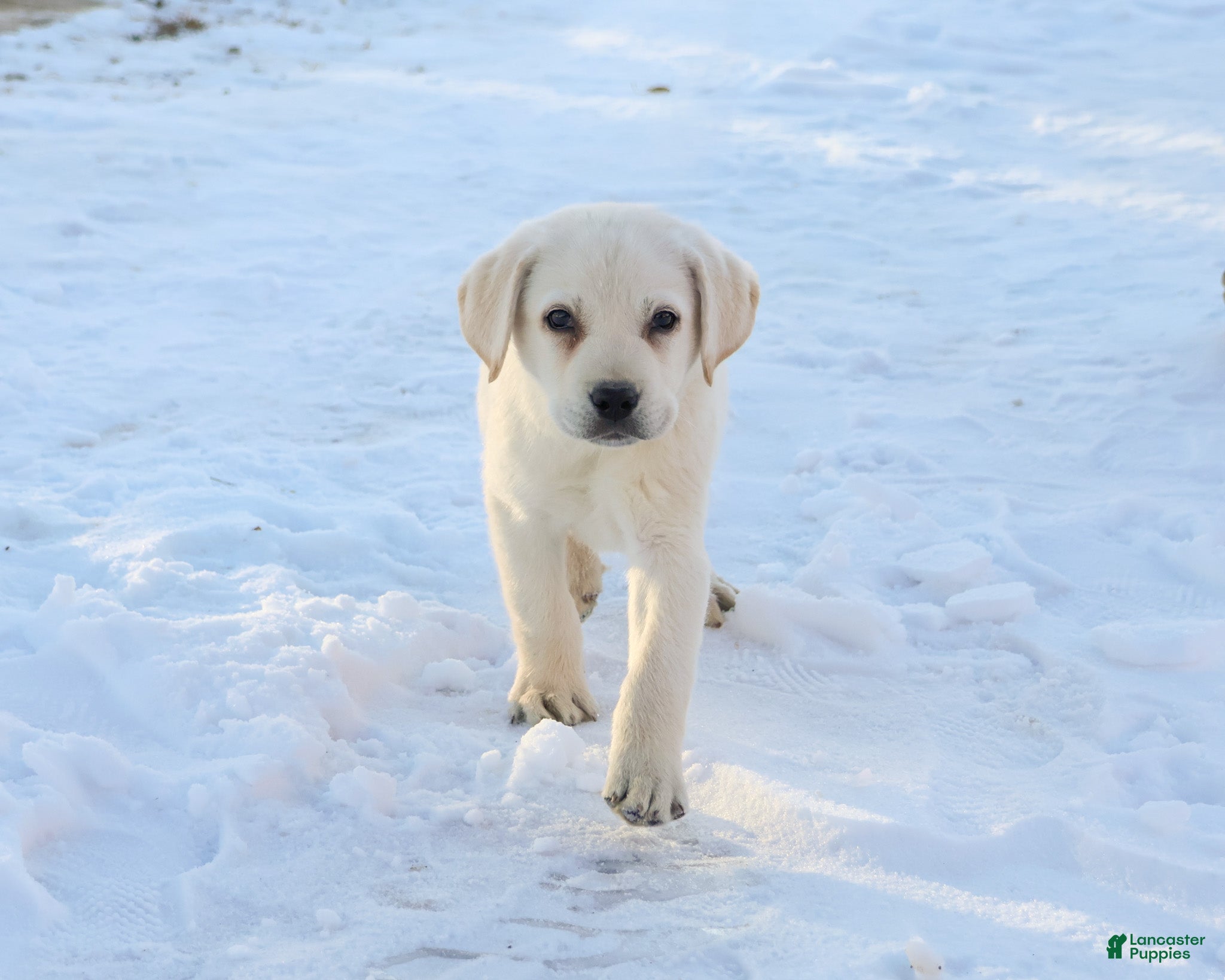 Labrador Retriever dogs Stitch - Ad 2