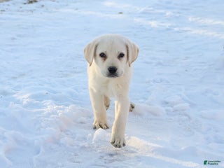 Labrador Retriever dogs Stitch - Ad 30