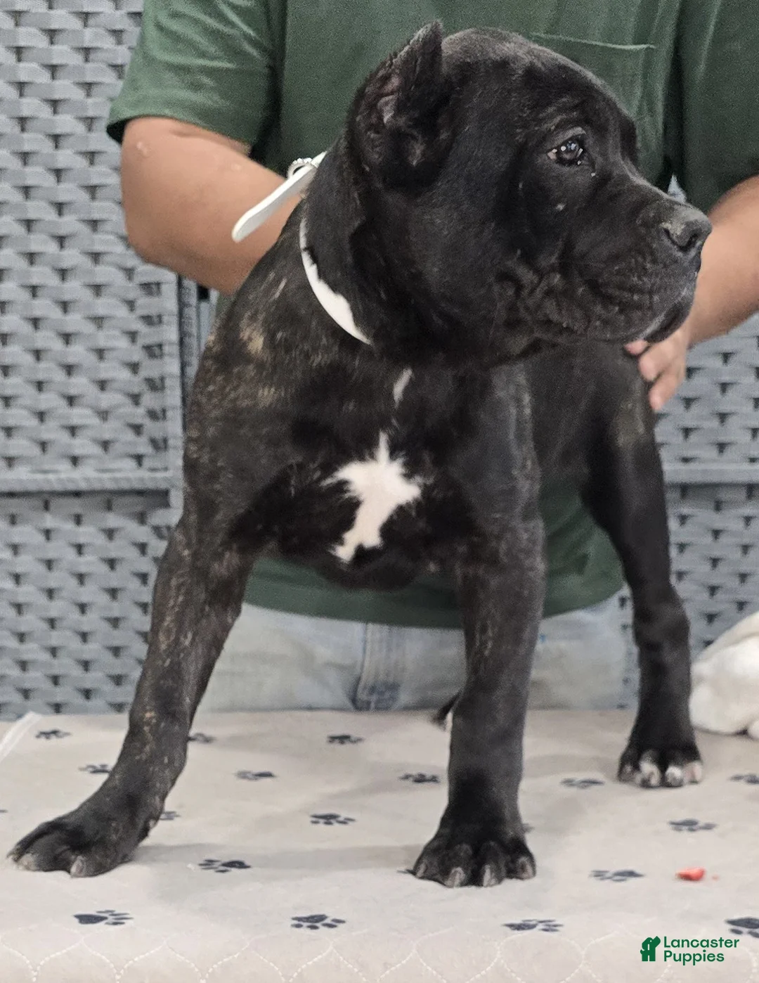 Cane Corso dogs for sale: White Girl - Ad 1