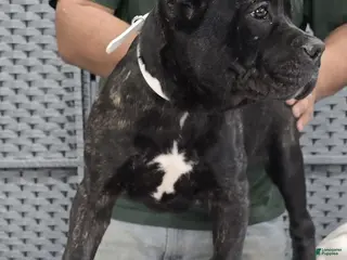 Cane Corso dogs for sale: White Girl - Ad 1