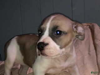 American Bully dogs - Ad 16